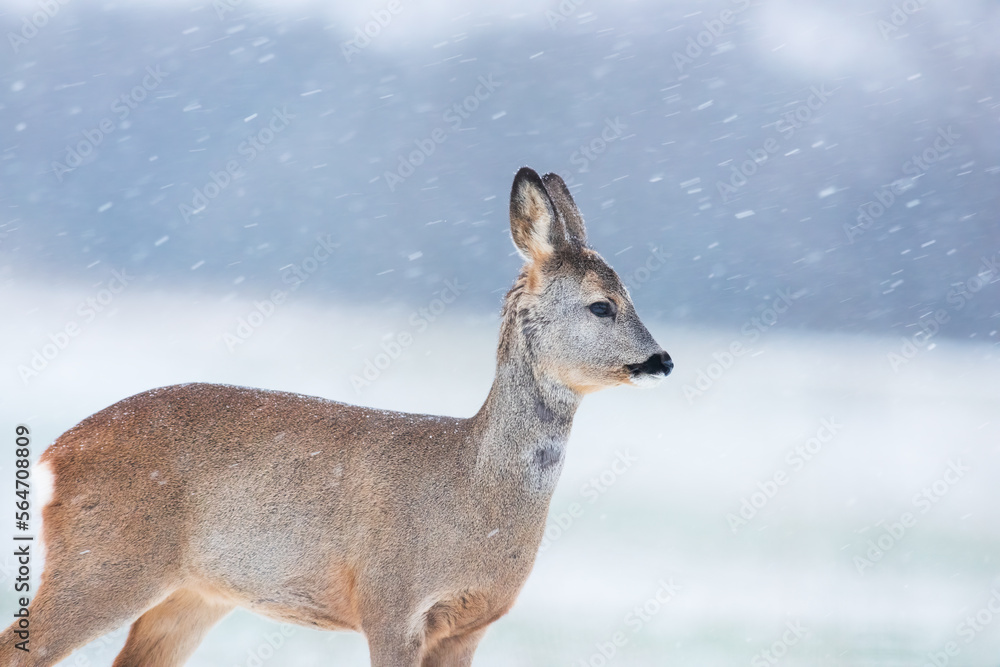Roe deer female standing in snowy weather Roe deer female standing in snowy weather