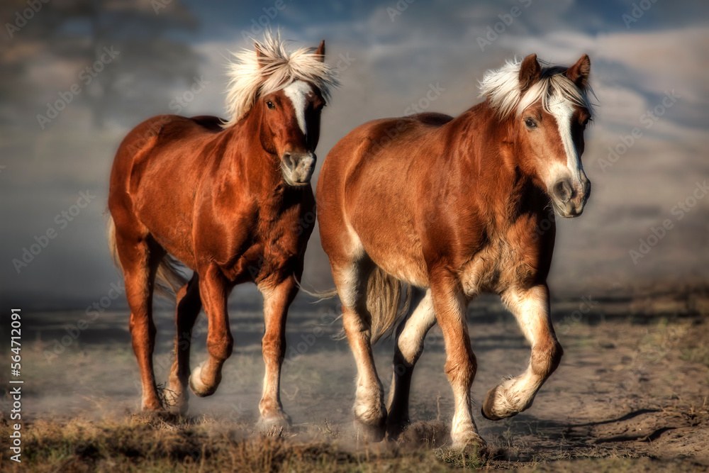 Two horses trotting in late afternoon light Two horses trotting in late afternoon light