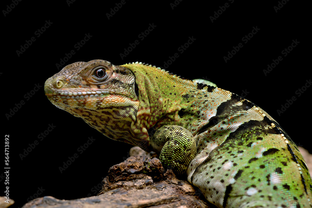 Obraz premium green iguana on a branch
