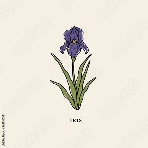 Line art iris flower drawing
