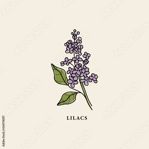 Line art lilacs flower branch drawing
