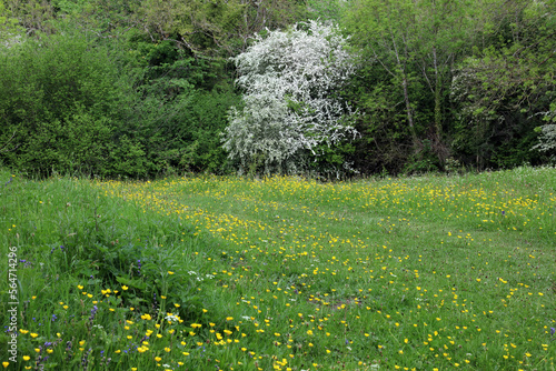 Fototapeta Naklejka Na Ścianę i Meble -  English field in late Spring, Derbyshire England
