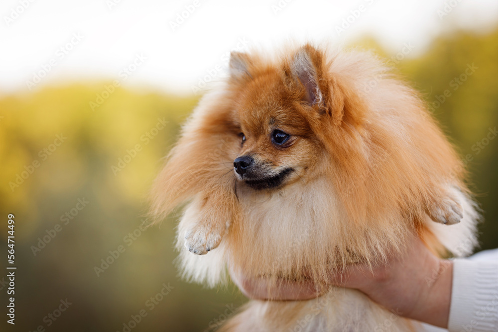 Portrait of a pomeranian in the arms of his owner