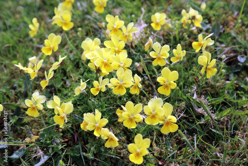 Patch of yellow Mountain pansy flowers  Derbyshire England 