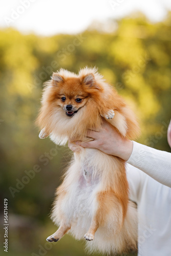 Portrait of a pomeranian in the arms of his owner