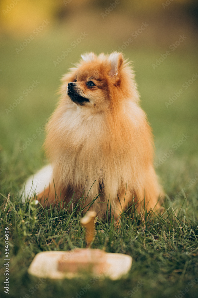 Portrait of pomeranian spitz dog with his birthday cake for 1 year old on green grass. Portrait of pomeranian spitz dog with his birthday cake for 1 year old on green grass.