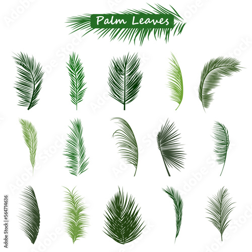 Green Palm Leaves Collection. Tropical Exotic Green Leaves