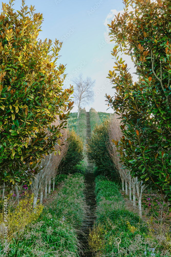 Long path between trees and fields leading to steps and crest of hill. Long path between trees and fields leading to steps and crest of hill.