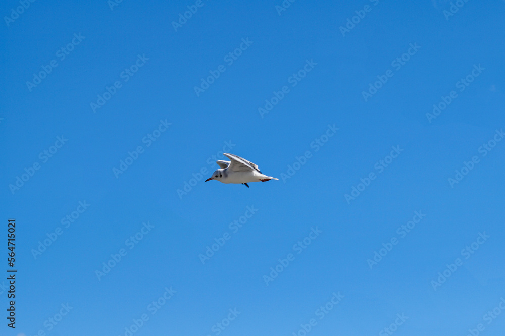 Black-headed seagull flies in a cloudless blue sky