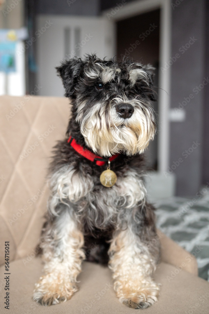 A black and silver schnauzer with an addressee on a red collar is sitting on a chair