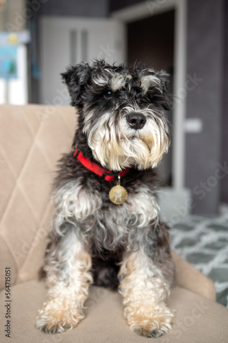 A black and silver schnauzer with an addressee on a red collar is sitting on a chair