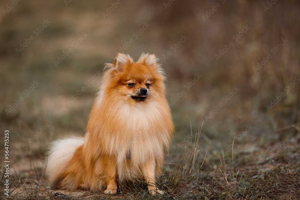 Cute fluffy Pomeranian spitz dog sitting in a autumn forest. Cute fluffy Pomeranian spitz dog sitting in a autumn forest.