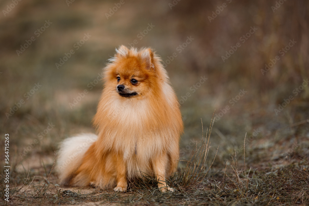 Cute fluffy Pomeranian spitz dog sitting in a autumn forest. Cute fluffy Pomeranian spitz dog sitting in a autumn forest.