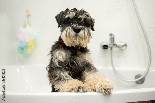 A purebred Schnauzer of black and silver color is standing in the bathroom and waiting for the owner