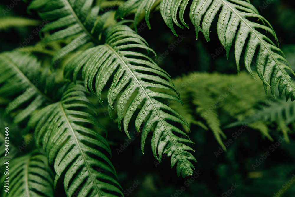 Fern plant in a botanical garden Fern plant in a botanical garden