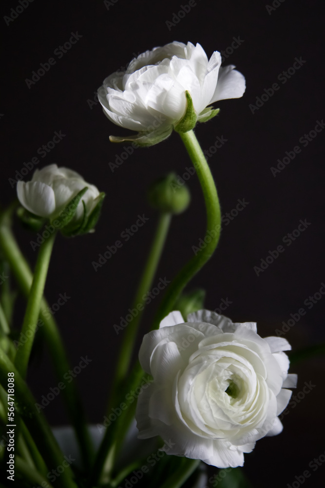 White flowers and buds of ranunculus on a dark background in sunlight backlight White flowers and buds of ranunculus on a dark background in sunlight backlight