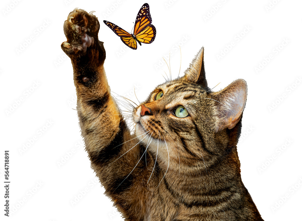 PNG. A cute striped cat is playing with a butterfly. Isolate