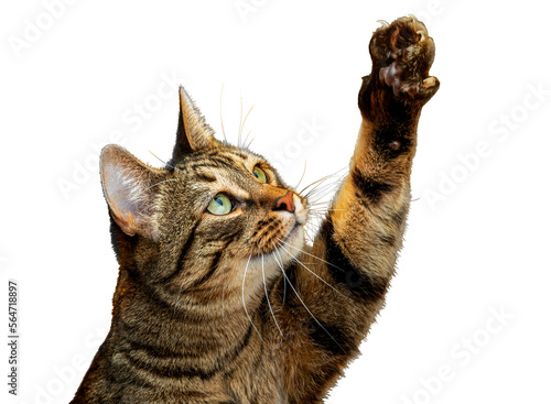 Obraz na płótnie PNG. Cute tabby cat plays with its paw
The cat raised its paw and carefully looks at the object w salonie