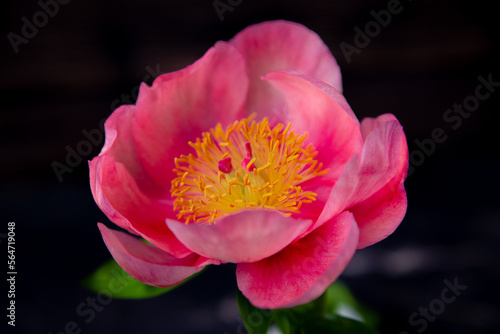 A peony-shaped rose flower of bright pink color on a black background. High quality photo