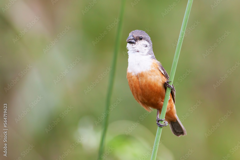 Fototapeta premium Un colorido capuchino pecho blanco (Sporophila palustris) posando sobre un junco en los esteros del ibera. Corrientes, Argentina.