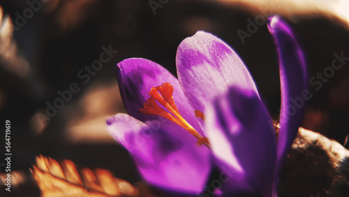 Quadro su tela Spring background with purple Crocus iridaceae blooming in early spring