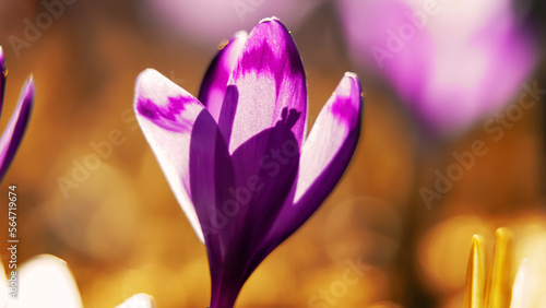 Φωτογραφία Spring background with purple Crocus iridaceae blooming in early spring
