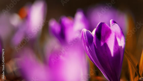 Εκτύπωση καμβά Spring background with purple Crocus iridaceae blooming in early spring