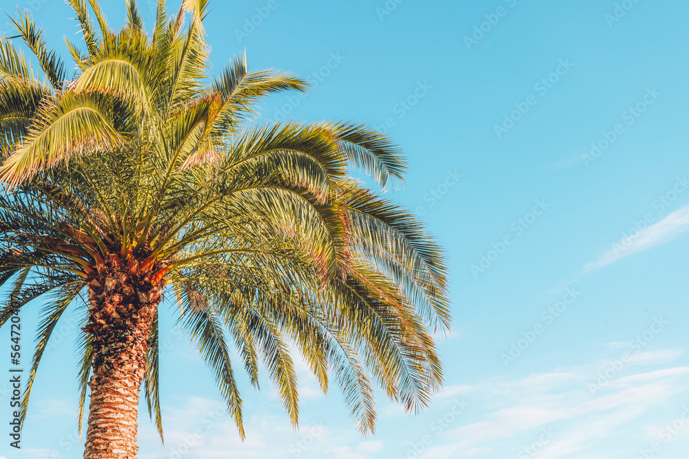 Tropical palm tree againt blue sky, copy space Tropical palm tree againt blue sky, copy space