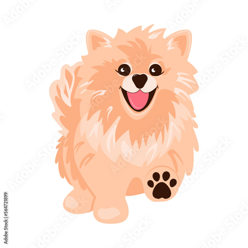 Walking dog. Cute pomeranian spitz