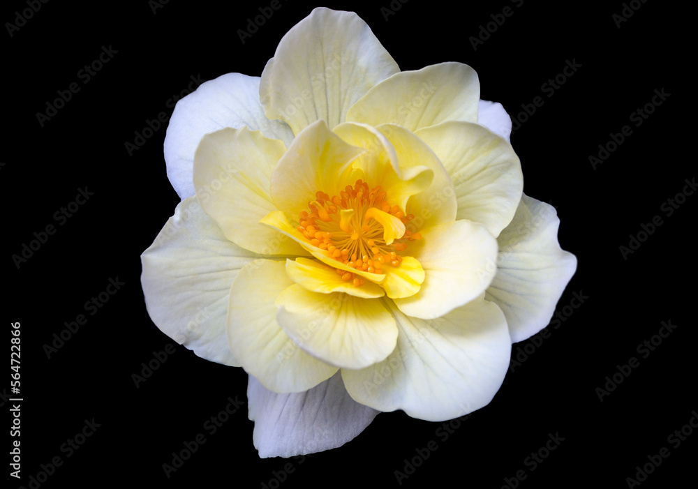 Delicate white-yellow begonia flower, isolate on black background with copy space. Home flowers, hobby. Floral card. Delicate white-yellow begonia flower, isolate on black background with copy space. Home flowers, hobby. Floral card.