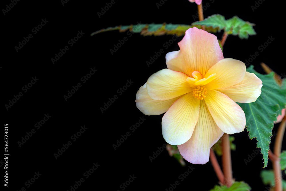 Tender pink-yellow begonia, isolate on black background with copy space. Home flowers, hobby. Floral card.