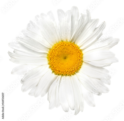 Vászonkép Beautiful chamomile flower