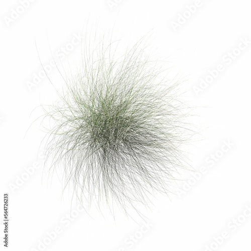 wild field grass  top view  isolated on white background  3D illustration  cg render