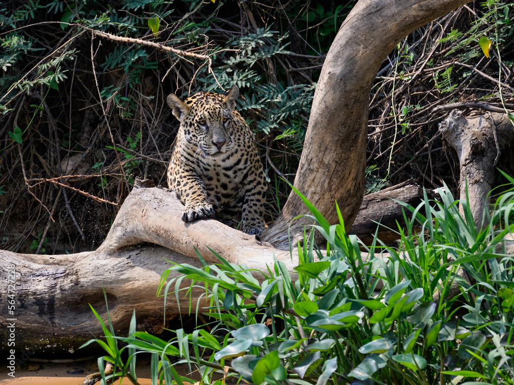 Wild Jaguar sitting on snag in Pantanal, Brazil Wild Jaguar sitting on snag in Pantanal, Brazil