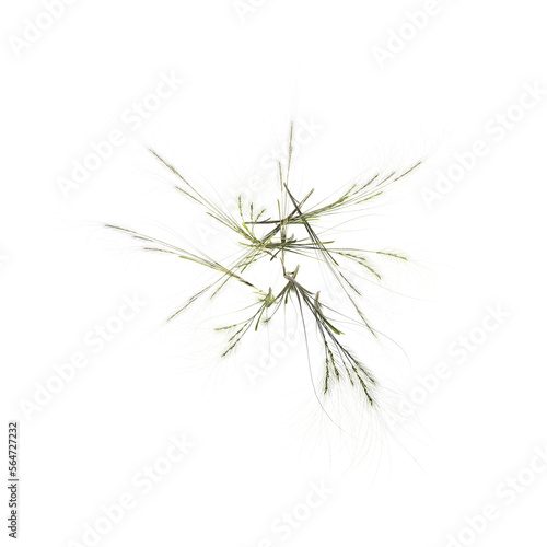 wild field grass  top view  isolated on a transparent background  3D illustration  cg render