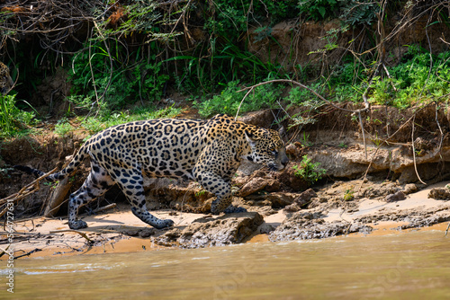 Wild Jaguar walking on river s sandbank in Pantanal  Brazil