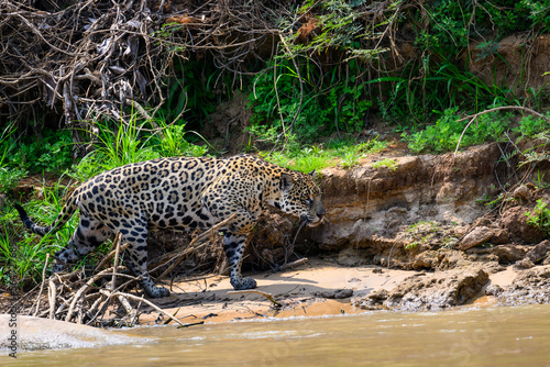 Wild Jaguar standing on river s sandbank in Pantanal  Brazil