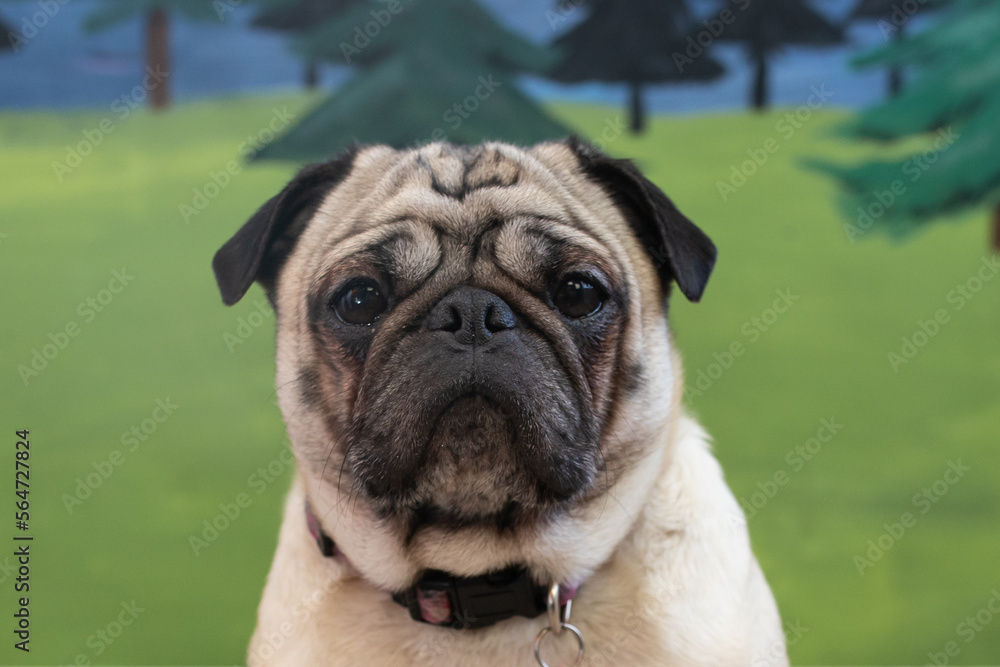 Cute pug dog head shot