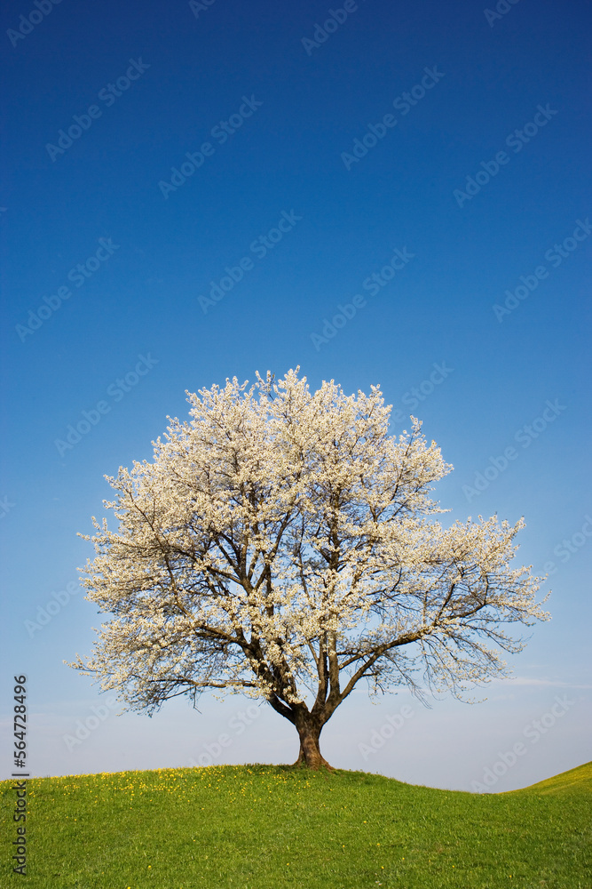 blooming fruit tree on a meadow in spring blooming fruit tree on a meadow in spring