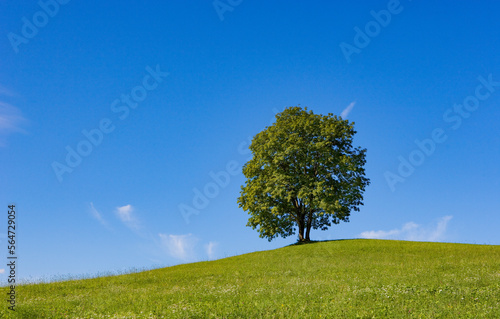 old ash tree on a meadow in spring