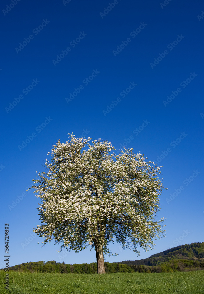 Naklejka premium blooming fruit tree on a meadow in spring