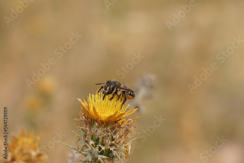 Closeup on a female Horned woodborer solitary be, Lithurgus cornutus, collecting pollen on a yellow thistle flower © Henk