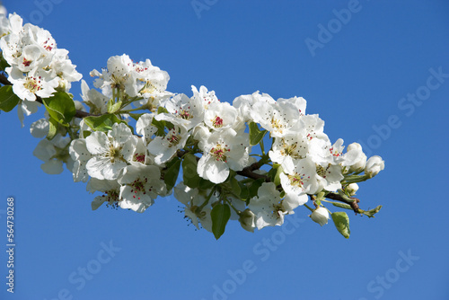 Macro shot of white pear blossom isolated on blue background.