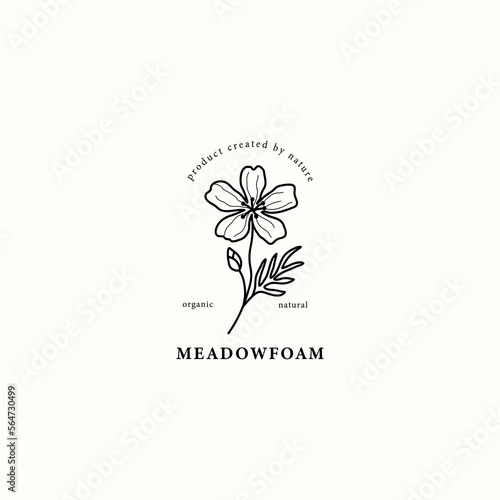 Line art meadowfoam flower illustration photo