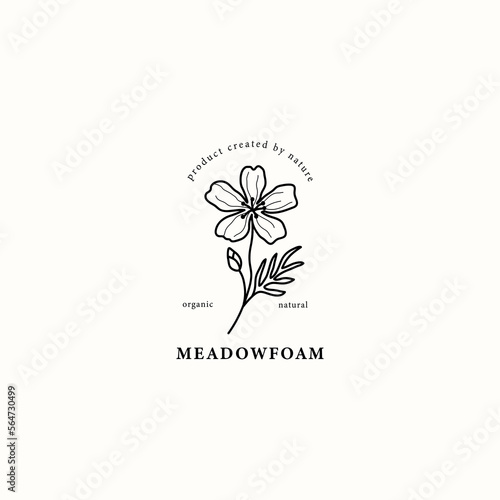 Line art meadowfoam flower illustration