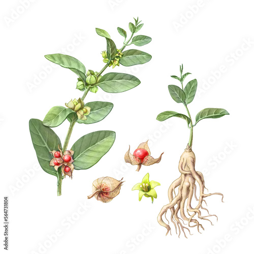 Ashwagandha Hand Drawn Pencil Illustration Isolated on White