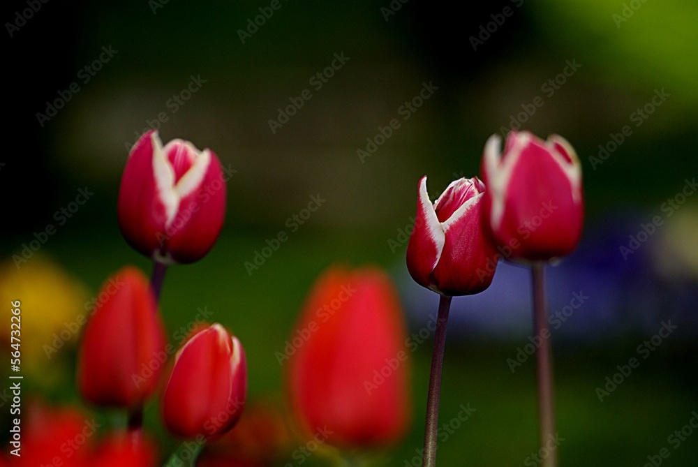 Fototapeta premium tulip