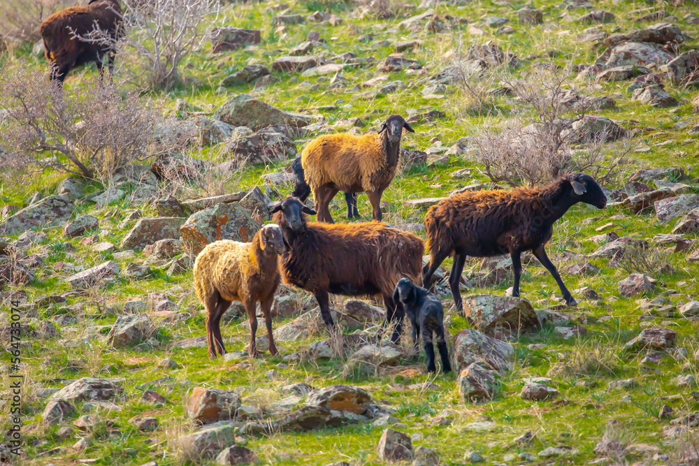 Rams and lambs graze in the meadow. Livestock pasture. Sado ram walks on a rocky terrain. sheep Rams and lambs graze in the meadow. Livestock pasture. Sado ram walks on a rocky terrain. sheep