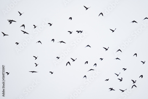 Flock of crows in flight