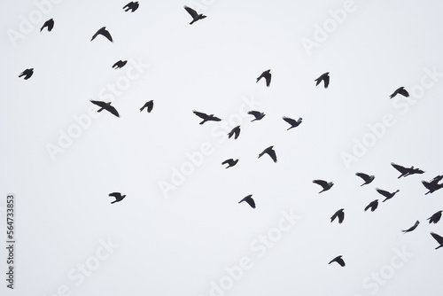 Flock of crows in flight